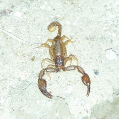 Euscorpius