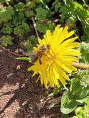Apis mellifera
