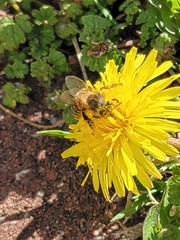 Apis mellifera