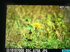 Asteraceae