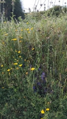 Phelipanche aegyptiaca