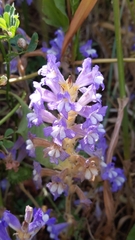 Phelipanche aegyptiaca