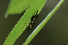 Celaenorrhinus asmara