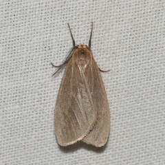 Pagara simplex