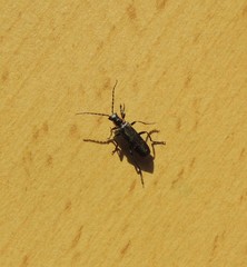 Cantharis pulicaria