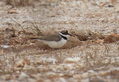 Charadrius dubius curonicus