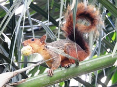 Sciurus spadiceus