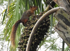 Sciurus spadiceus
