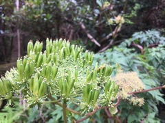 Myrrhidendron