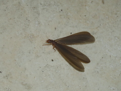 Odontotermes formosanus