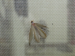 Odontotermes formosanus