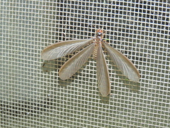 Odontotermes formosanus