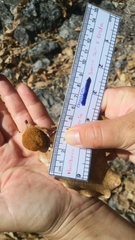 Striatoandricus nievesaldreyi