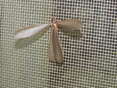 Odontotermes formosanus