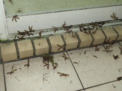 Odontotermes formosanus