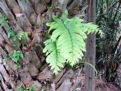 Blechnum capense