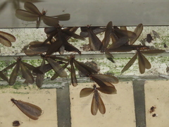 Odontotermes formosanus