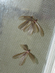 Odontotermes formosanus