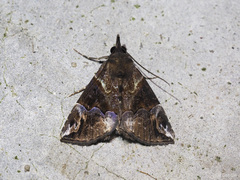 Hypena ochradelpha