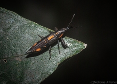 Rhinotia plagiata
