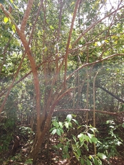 Zanthoxylum schreberi