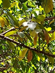 Zanthoxylum schreberi