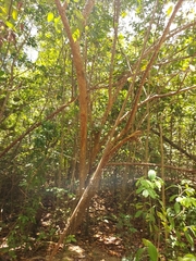 Zanthoxylum schreberi