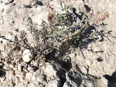 Helianthemum sicanorum