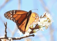 Danaus plexippus