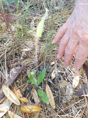 Hieracium megacephalon