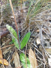 Hieracium megacephalon