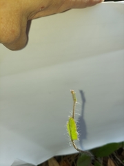 Hieracium megacephalon