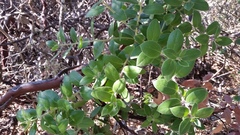 Arctostaphylos crustacea