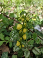 Lamium galeobdolon argentatum