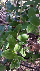 Arctostaphylos crustacea