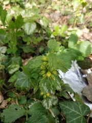 Lamium galeobdolon argentatum