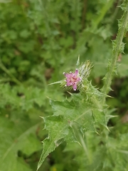 Carduus argentatus