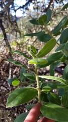 Arctostaphylos crustacea