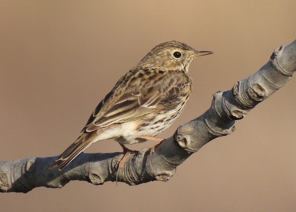 Wiesenpieper — Foto