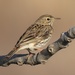 Meadow Pipit - Photo (c) Valia Pavlou, some rights reserved (CC BY-NC), uploaded by Valia Pavlou