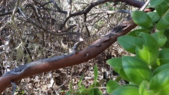 Arctostaphylos crustacea