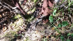 Arctostaphylos crustacea