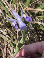 Iris speculatrix