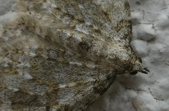 Coenotephria