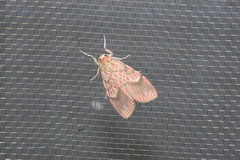 Barsine fuscozonata