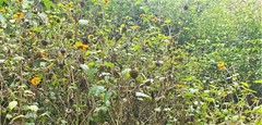 Tithonia rotundifolia image