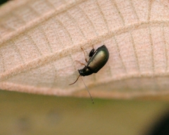 Aphthona strigosa