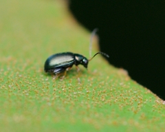 Aphthona strigosa