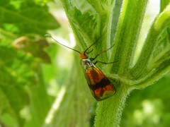 Nemophora fasciella