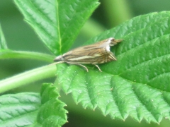 Crambus lathoniellus